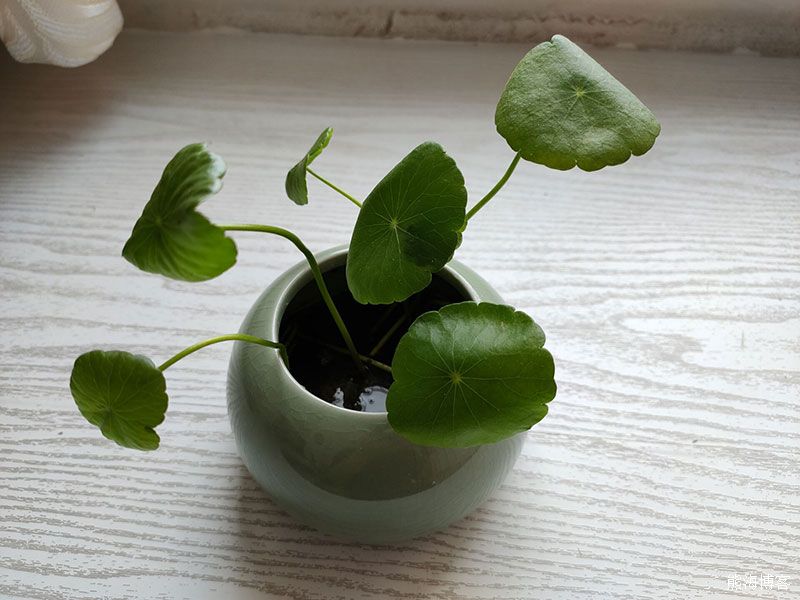 家里的室内或阳台什么花好养？