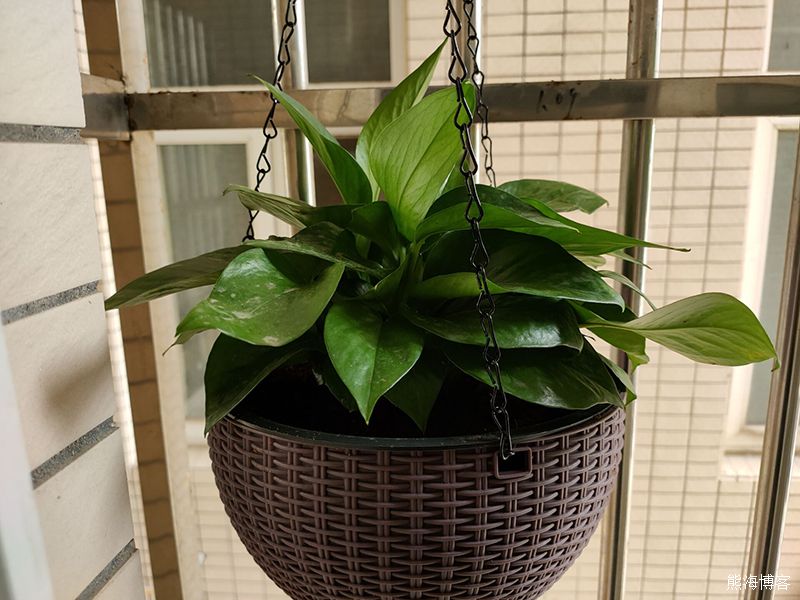 家里的室内或阳台什么花好养？