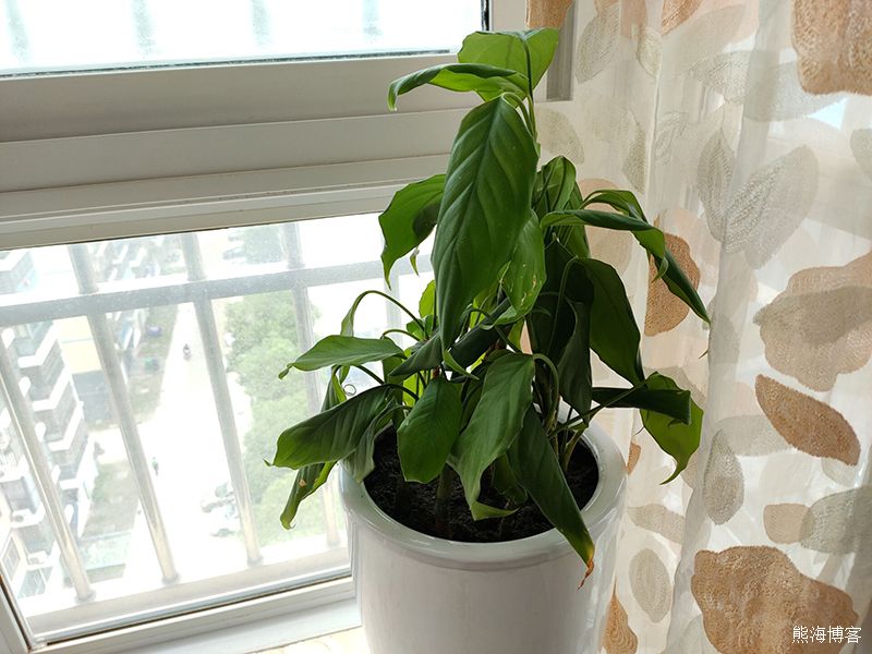家里的室内或阳台什么花好养？
