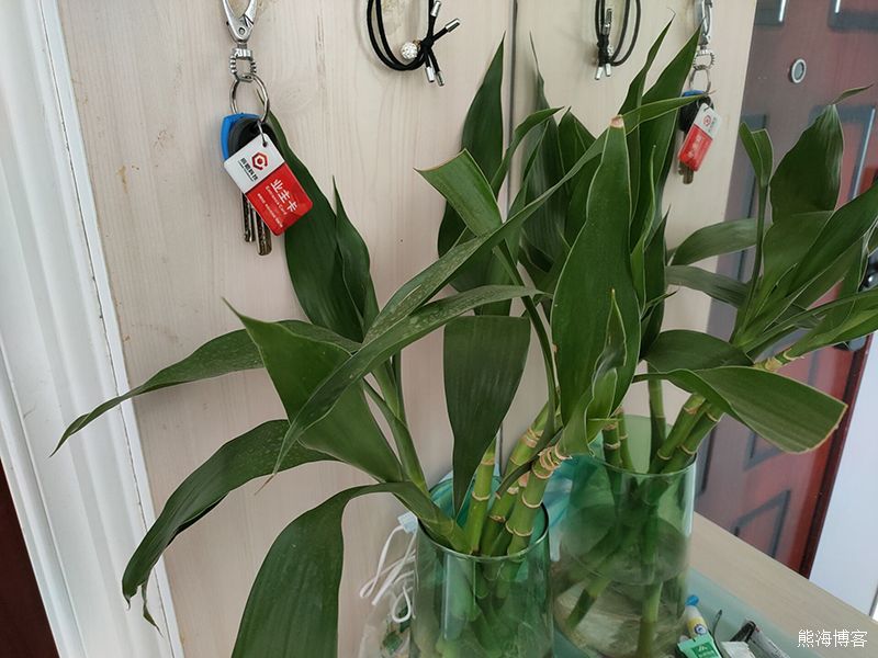 家里的室内或阳台什么花好养？