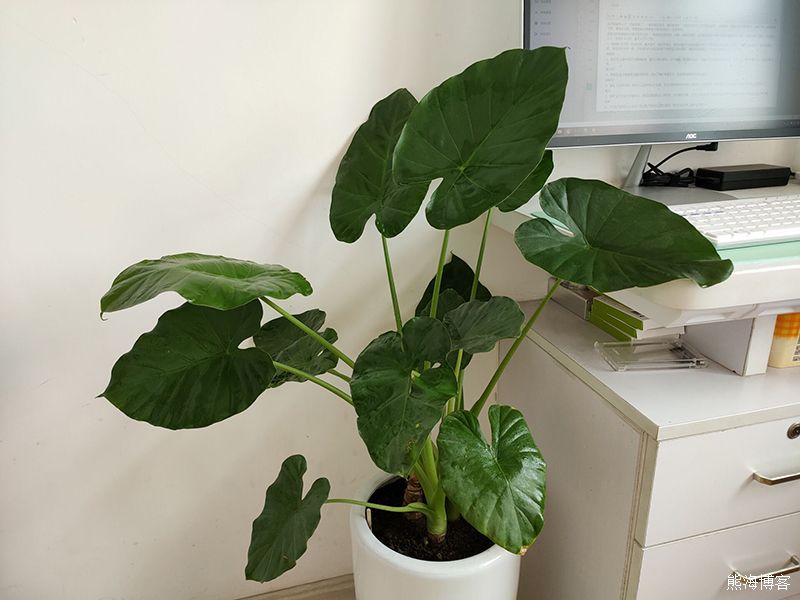 家里的室内或阳台什么花好养？