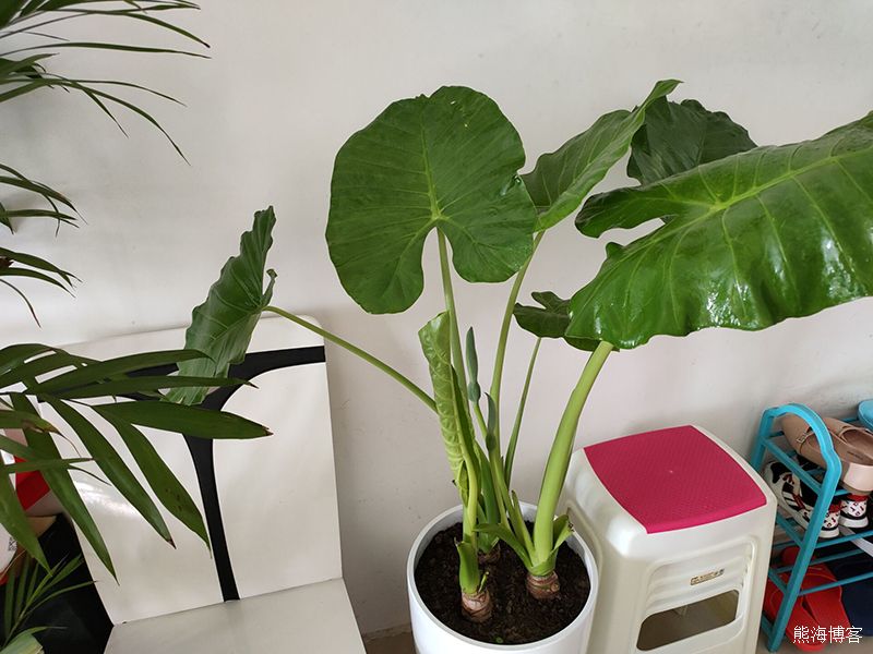 家里的室内或阳台什么花好养？