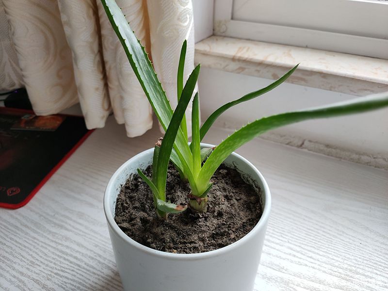 家里的室内或阳台什么花好养？