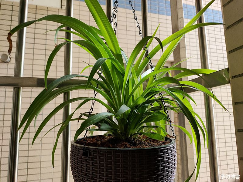 家里的室内或阳台什么花好养？