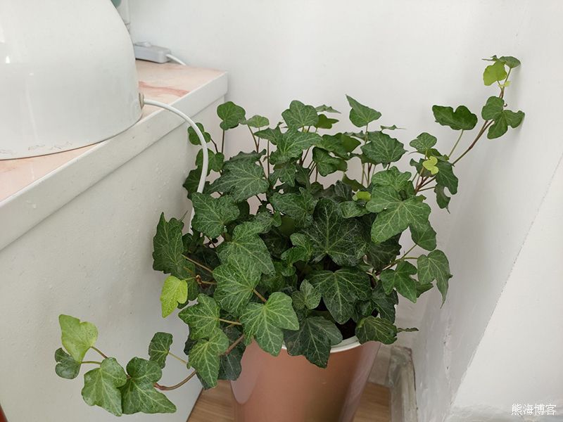 家里的室内或阳台什么花好养？