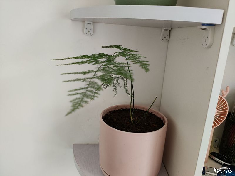 家里的室内或阳台什么花好养？