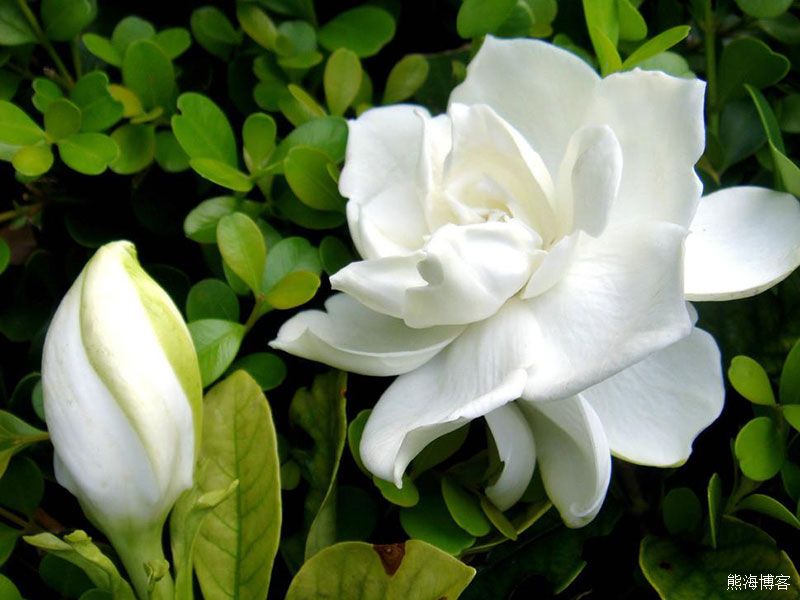 家里的室内或阳台什么花好养？