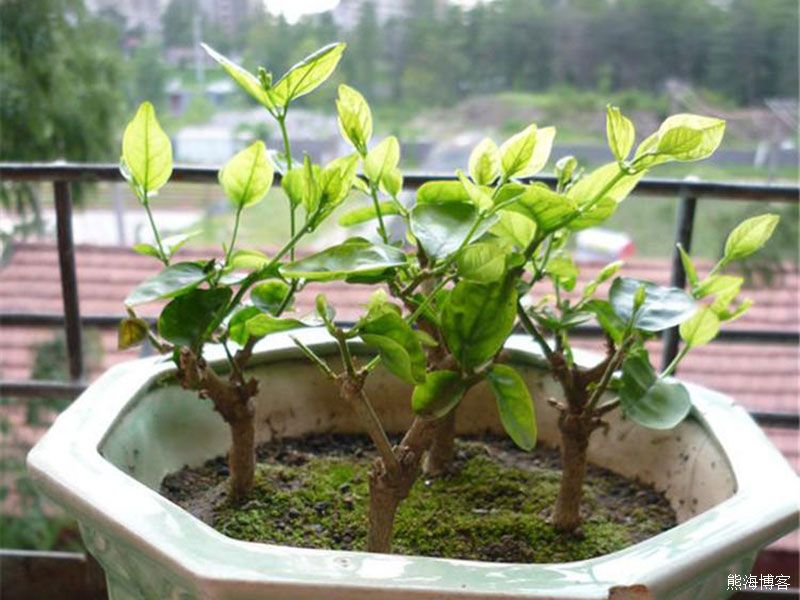 家里的室内或阳台什么花好养？