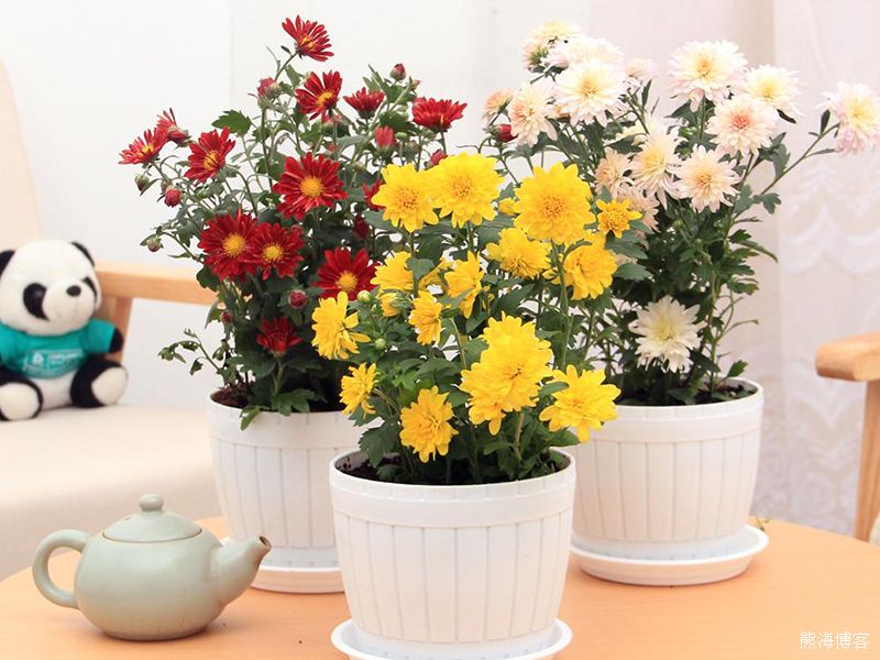 家里的室内或阳台什么花好养？