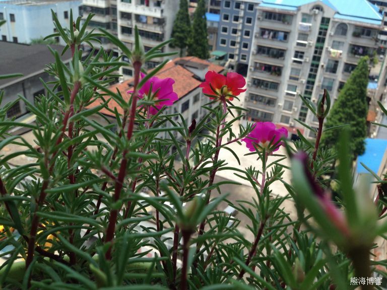 家里的室内或阳台什么花好养？