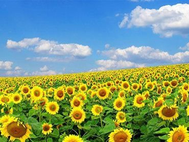 腾讯游戏都在作弊