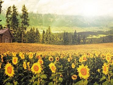 解决ASP文章计数写入造成服务已停止